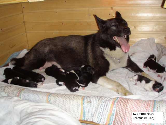 Grani9pentua2016 7 201020P7160146