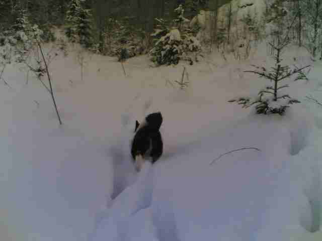 Obra20hirvenjäljillä2018122010001