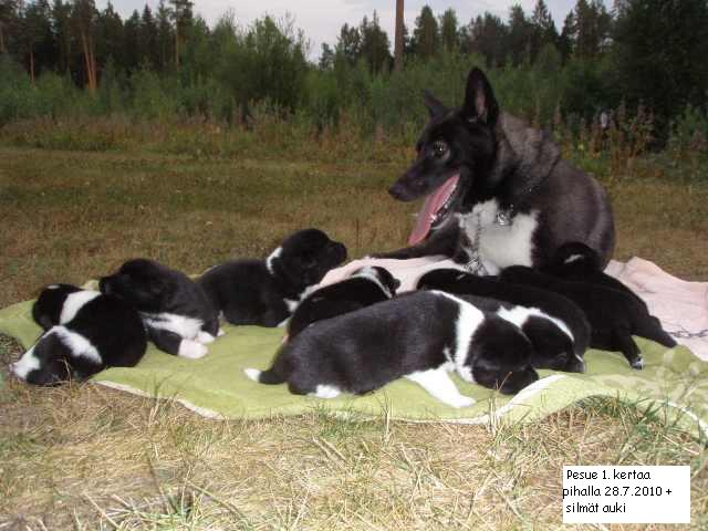 Pesue2028 7 201020pihalla20P7280266