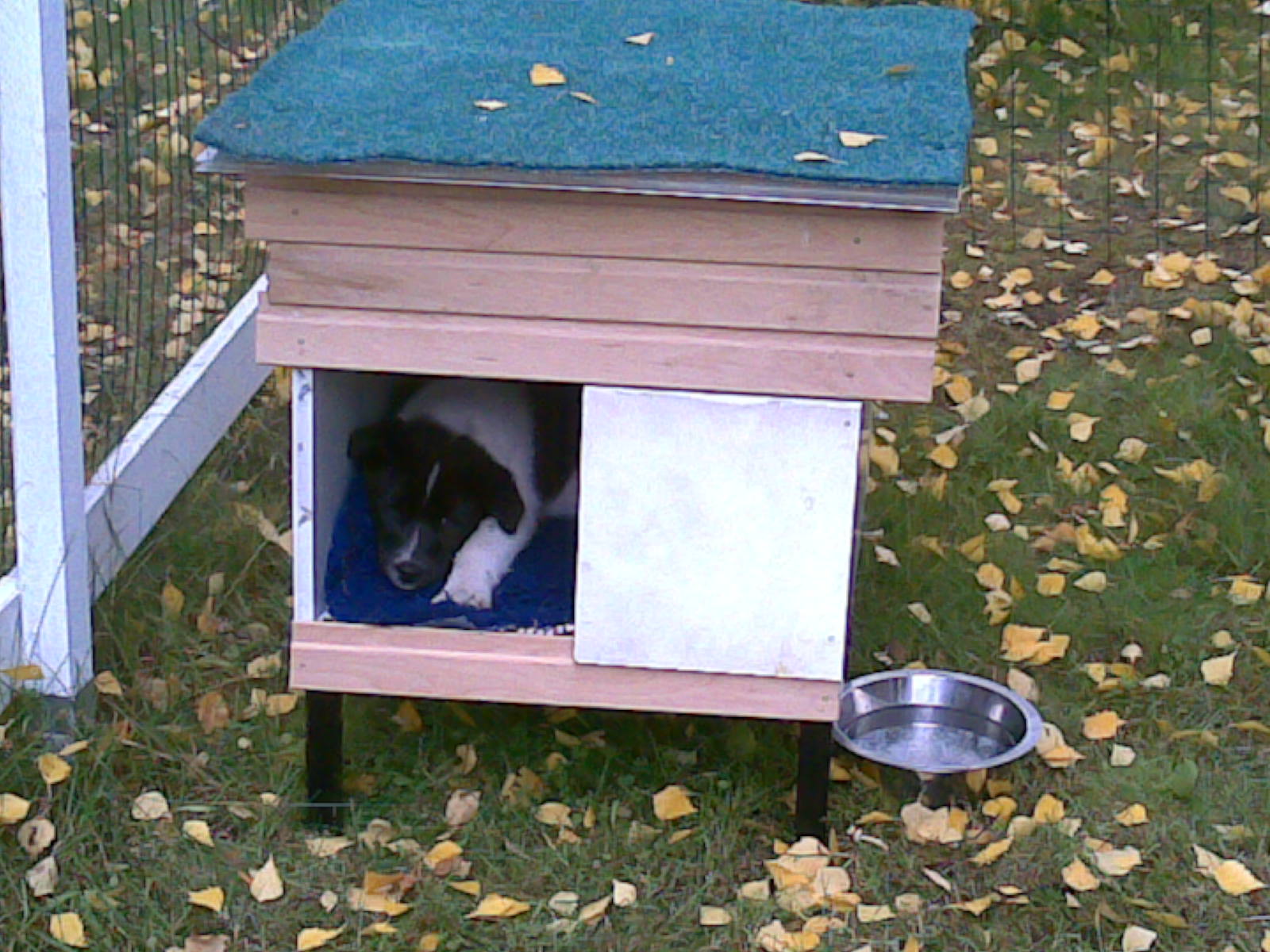 Viiru202mökissään2012092010